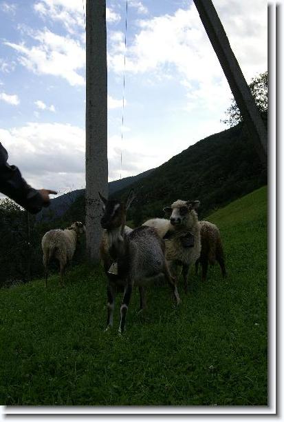 Nächstes Bild
