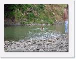 DSCF2410 * man kann auch schwimmen * 612 x 461 * (75KB)
