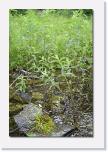 PICT2759 * hier ist Natur noch Natur * 410 x 612 * (81KB)