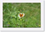PICT2769 * ein Schmetterling * 612 x 410 * (22KB)
