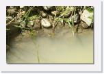 PICT2834 * Natur Frosch * 612 x 410 * (50KB)