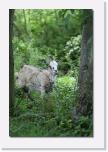 PICT2850 * ein Beobachter * 410 x 612 * (51KB)