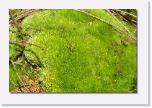 PICT2864 * Natur ohne Ende * 612 x 410 * (75KB)