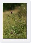 PICT2885 * Natur * 410 x 612 * (45KB)