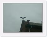 P1030303 * ein Storch bei uns -Beobachter bei der Arbeit * 612 x 461 * (15KB)