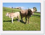 100_0203 * und Vieh * 612 x 462 * (82KB)